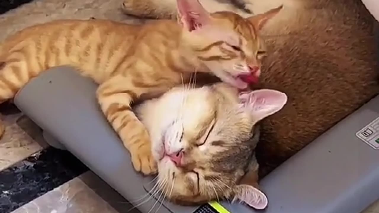 Dose your kitty often kiss you😘#fyp #foryou #top