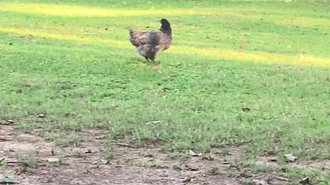 Chickens Chasing Birds