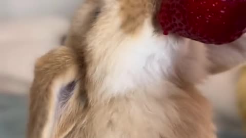 cute animal