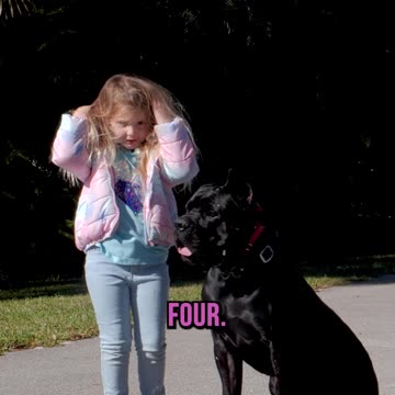This Large Cane Corso Will Listen to a 4 Year Old!?!
