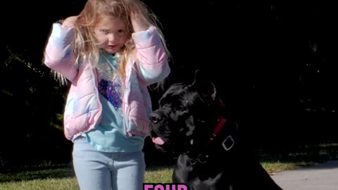 This Large Cane Corso Will Listen to a 4 Year Old!?!