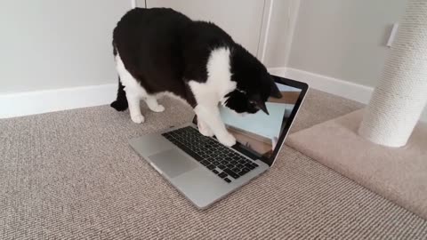 Funny Fake Cat