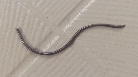 Wire Snake