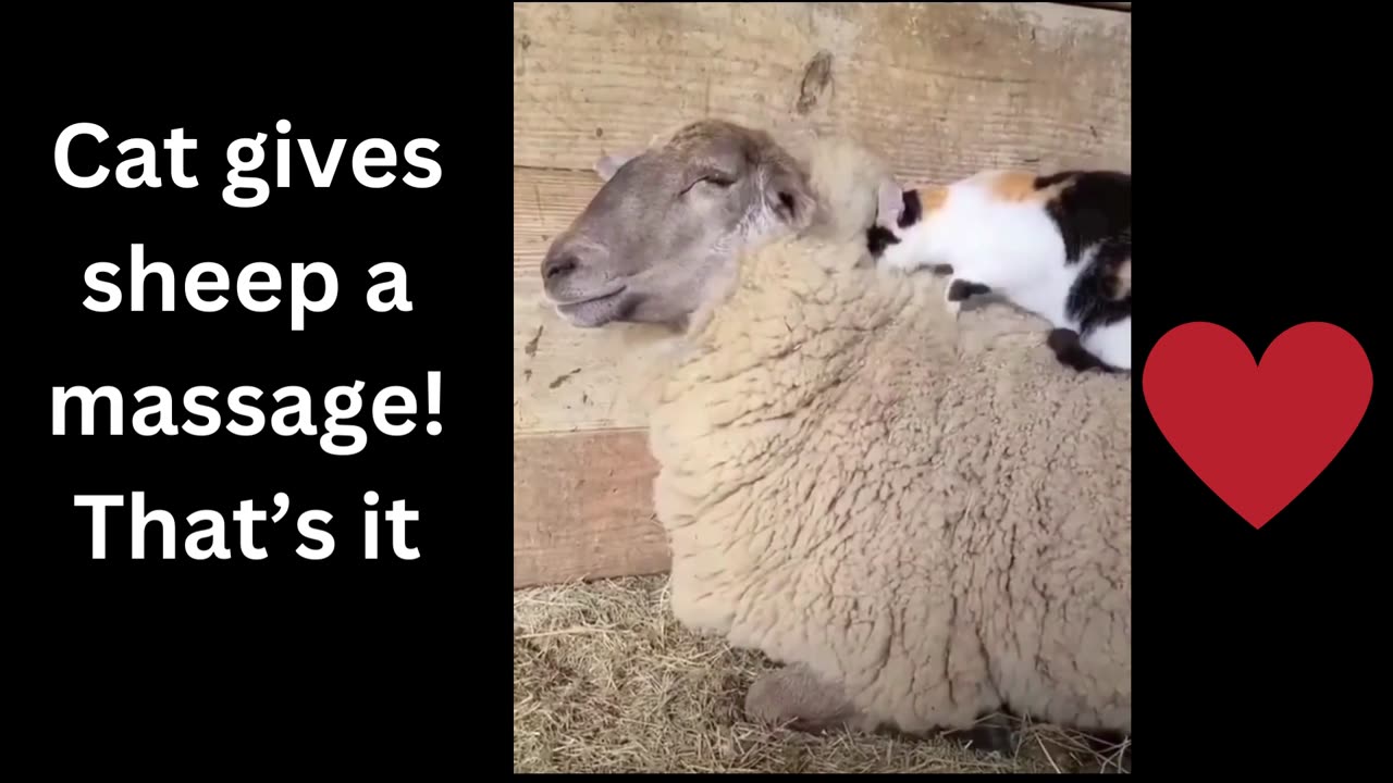 Cat gives sheep a massage! That’s it