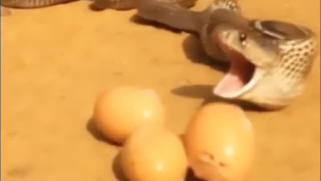 You will be stunned to see the snake taking out the eggs from the mouth|