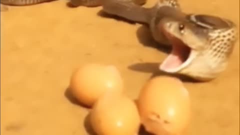 You will be stunned to see the snake taking out the eggs from the mouth|