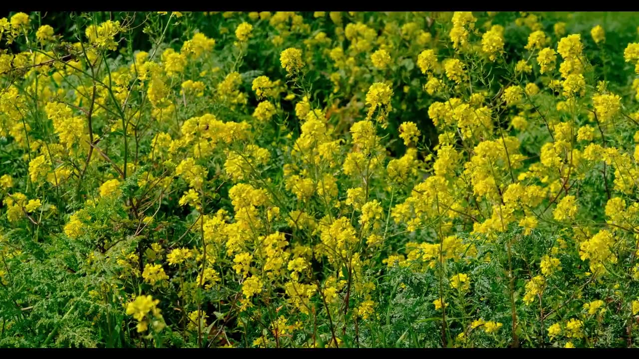 Stress reducing nature sounds. sit back close your eyes and RELAXSSS!!!