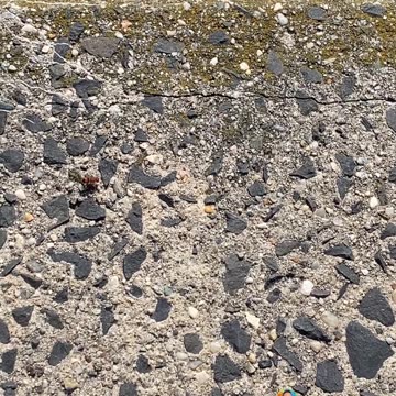 WHAT TYPE OF ANT IS THIS?