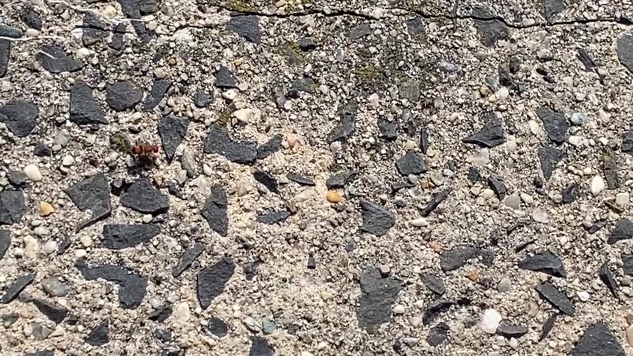 WHAT TYPE OF ANT IS THIS?