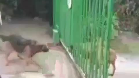 What fighting on Twitter is like..