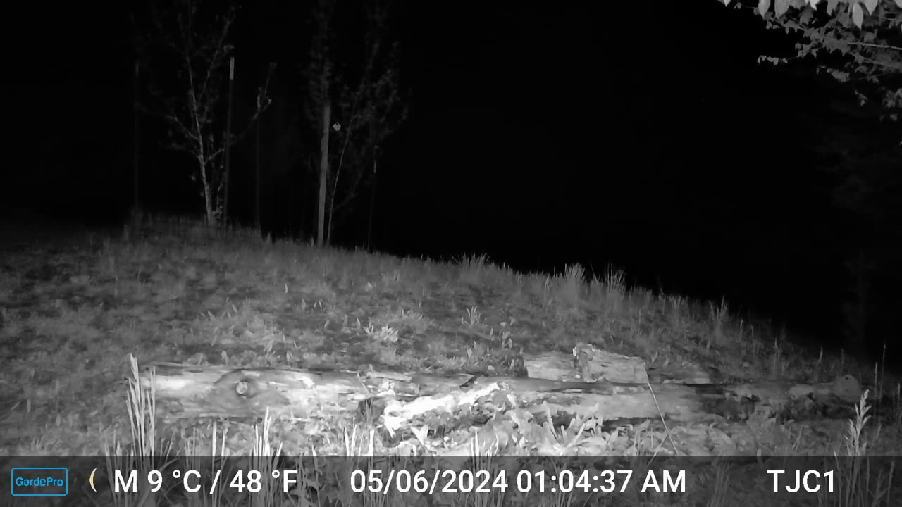 Raccoon Climbing