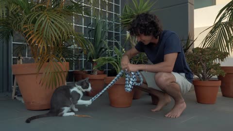 coverr a man plays with his cat 1080p