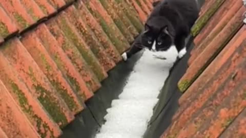 This is how my cat Simpson makes sure his paws don’t get cold