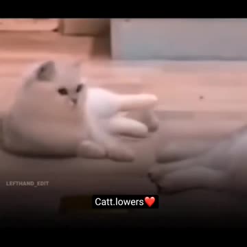 Cute cat in flip bottle