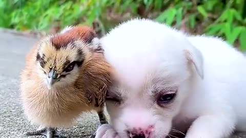 A cute little white dog # # # of pet dog of a pet