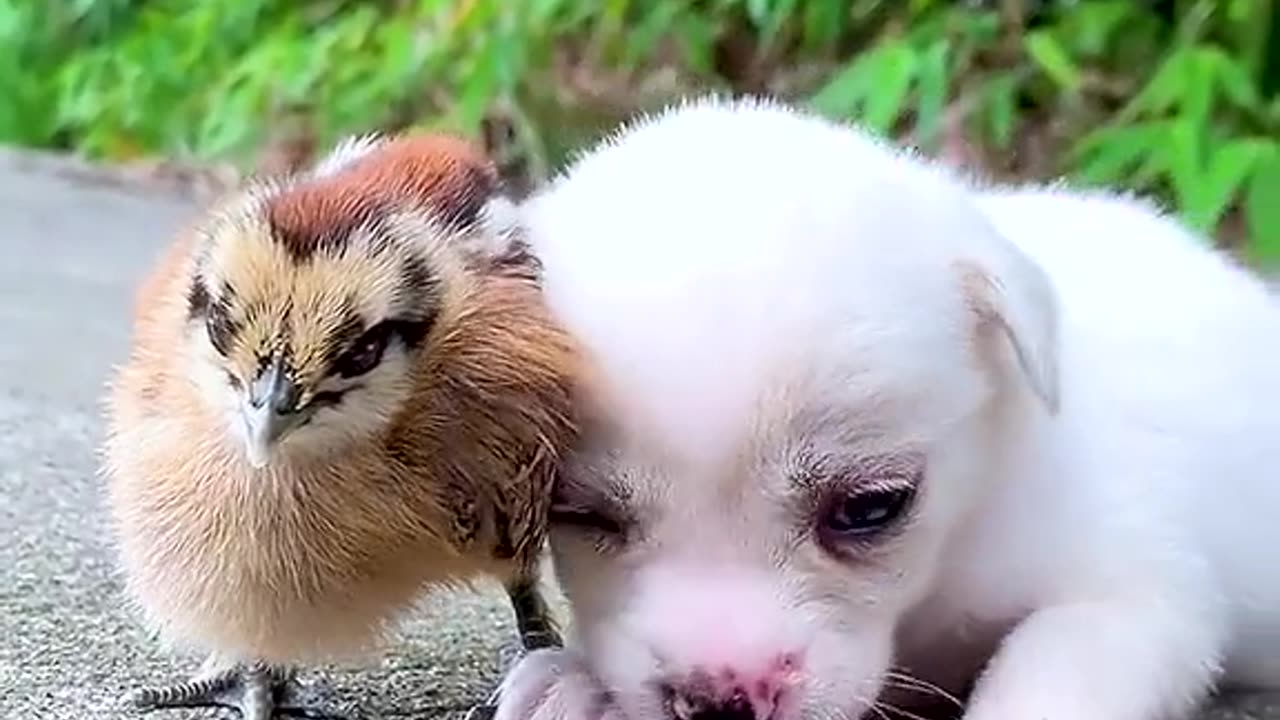 A cute little white dog # # # of pet dog of a pet