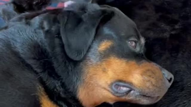 A Rottweiler and a leopard chilling out🐈‍⬛🐈‍⬛🐕🐕