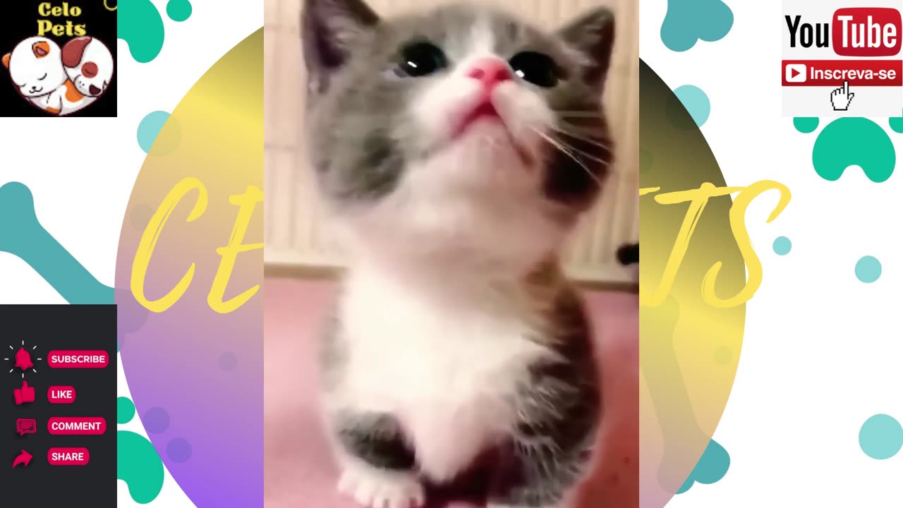 Celo Pets - Animais Engraçados Funny Animals Channel 🐶🐱