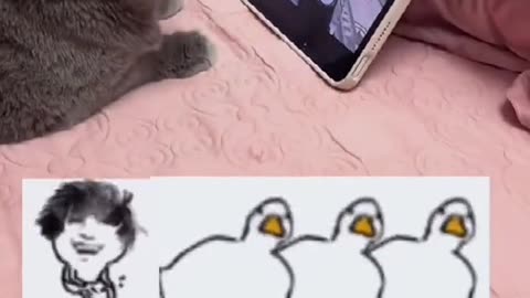 Have a try😂#cat #catsoftiktok #kitten #pet #fyp