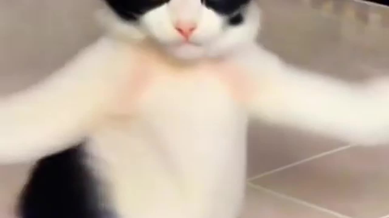 pet dance