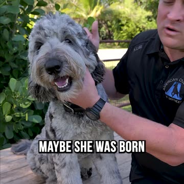 Introducing Suki the Bernedoodle