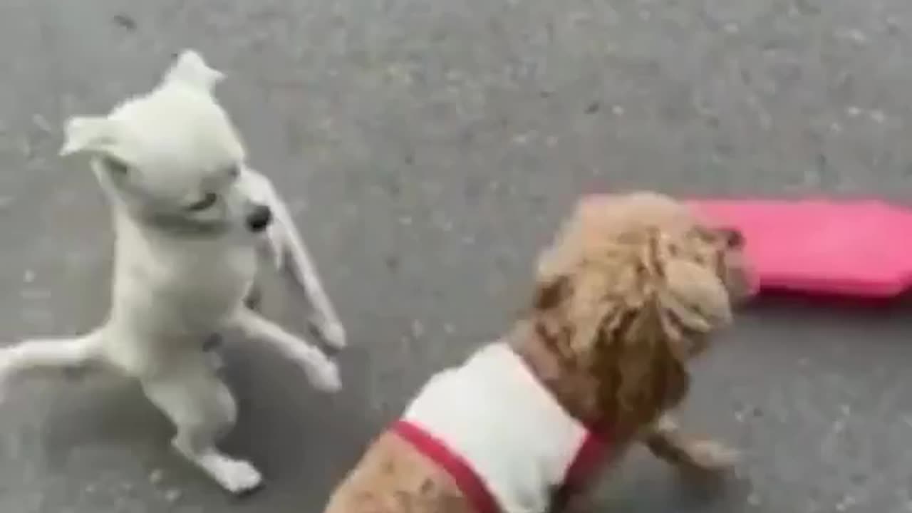 puppies fighting with each other for riding