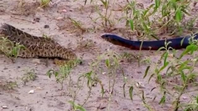 King snake eats snake😱 #wildanimals #snake #kingsnake #animals