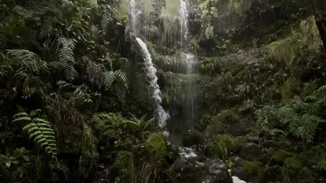 Deep in the jungle of Madeira 🍃