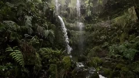 Deep in the jungle of Madeira 🍃