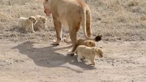 (ORIGINAL AUDIO) ADORABLE! SIX LION CUBS enjoy their first outdoor adventure (1080p 60FPS)