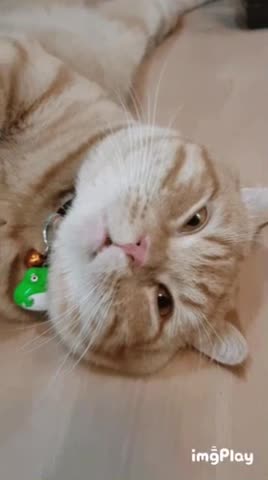 Cute Cat Gif