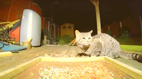 Funny Animals That Will Definitely Brighten Your Day