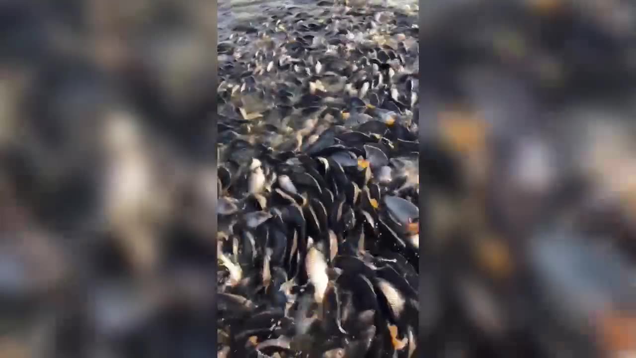 Big lot of fish | amazing