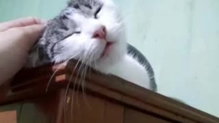 Esse gato é o mais manhoso que você verá