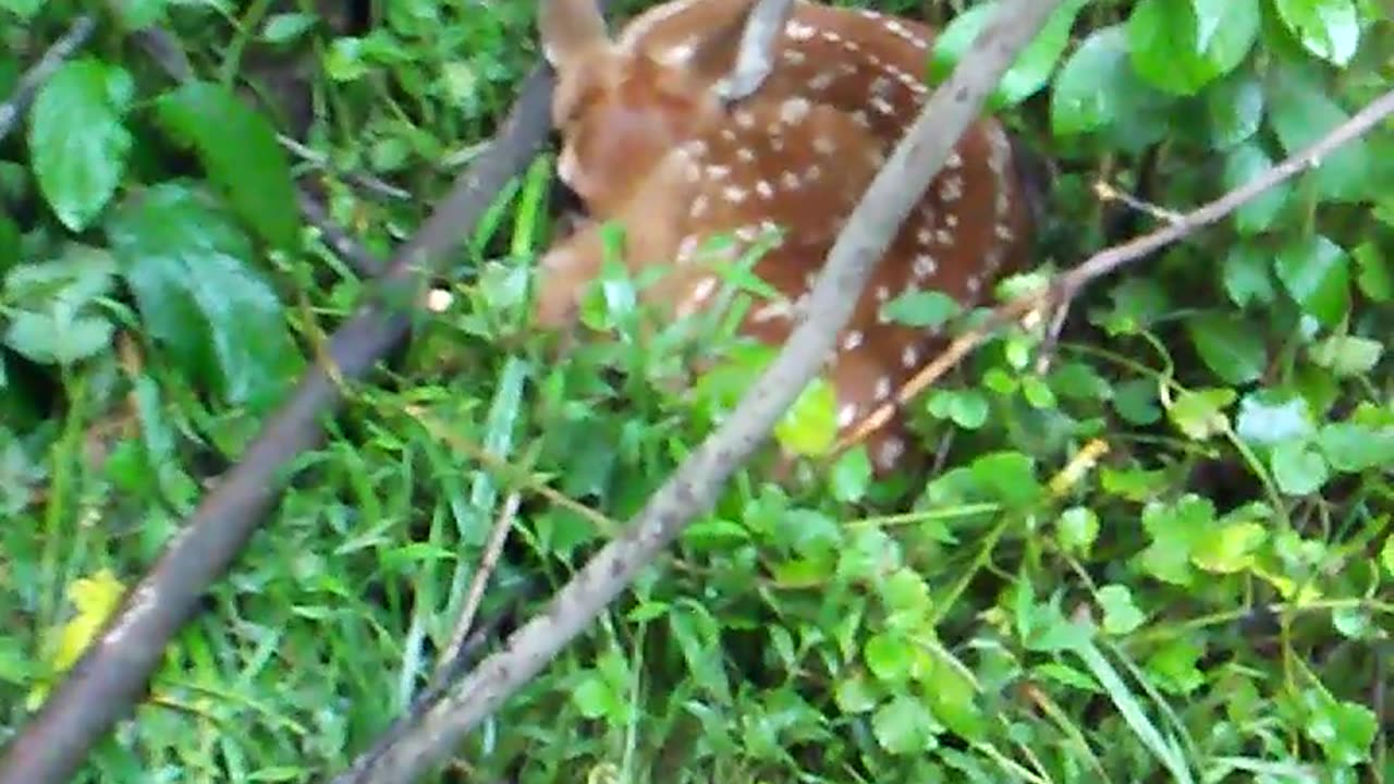 bambi