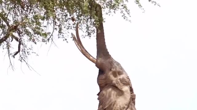 Elephant standing on two legs #shorts #viral #shortsvideo #video