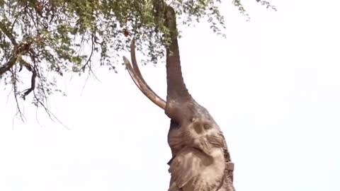 Elephant standing on two legs #shorts #viral #shortsvideo #video