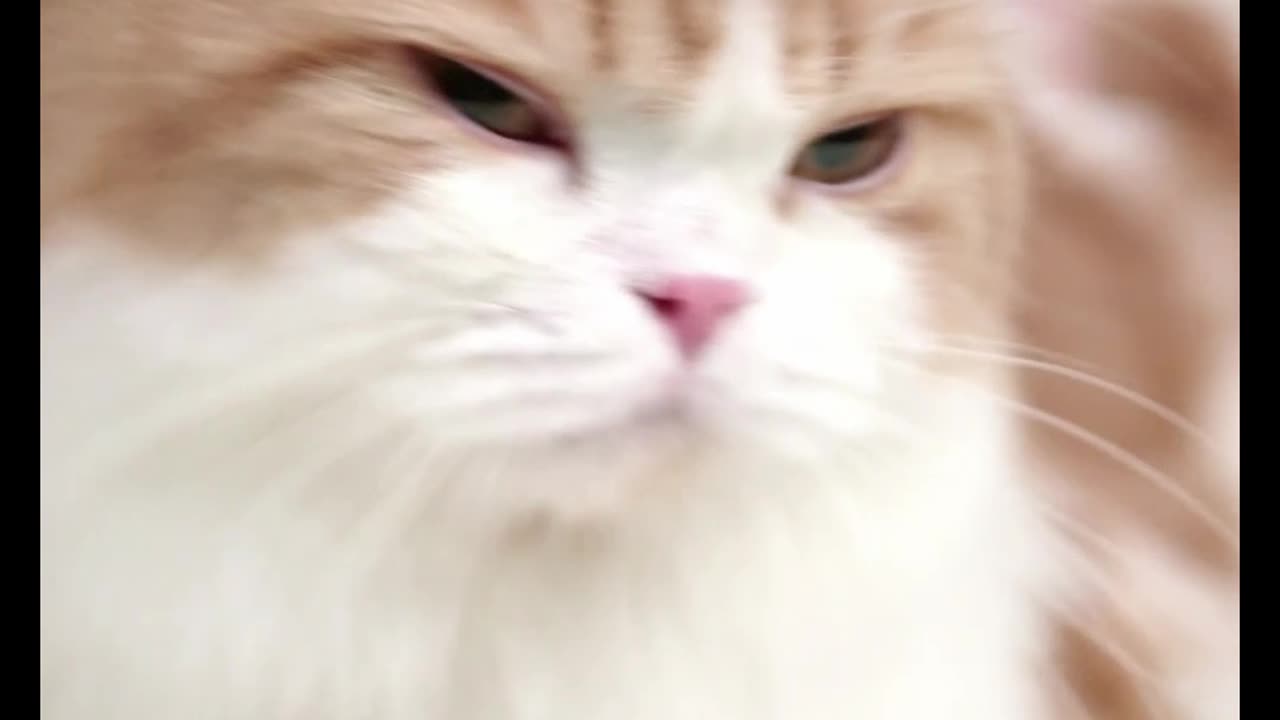 Cute and Funny Cat Videos to Keep You Smiling! 🐱