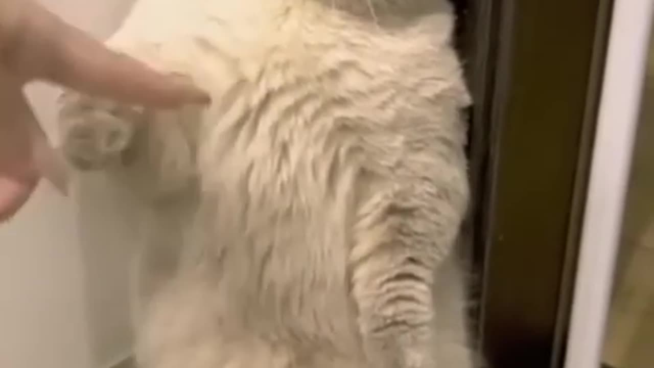 Funny cats compilation