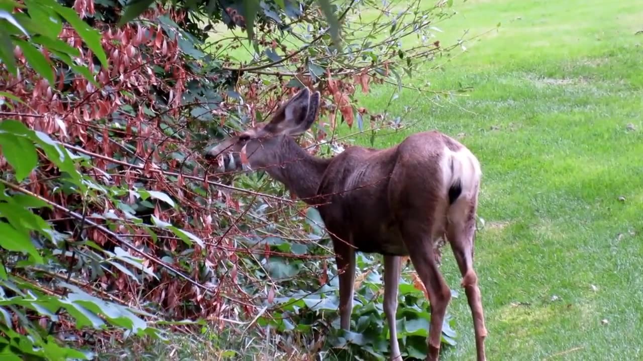 The roe deer