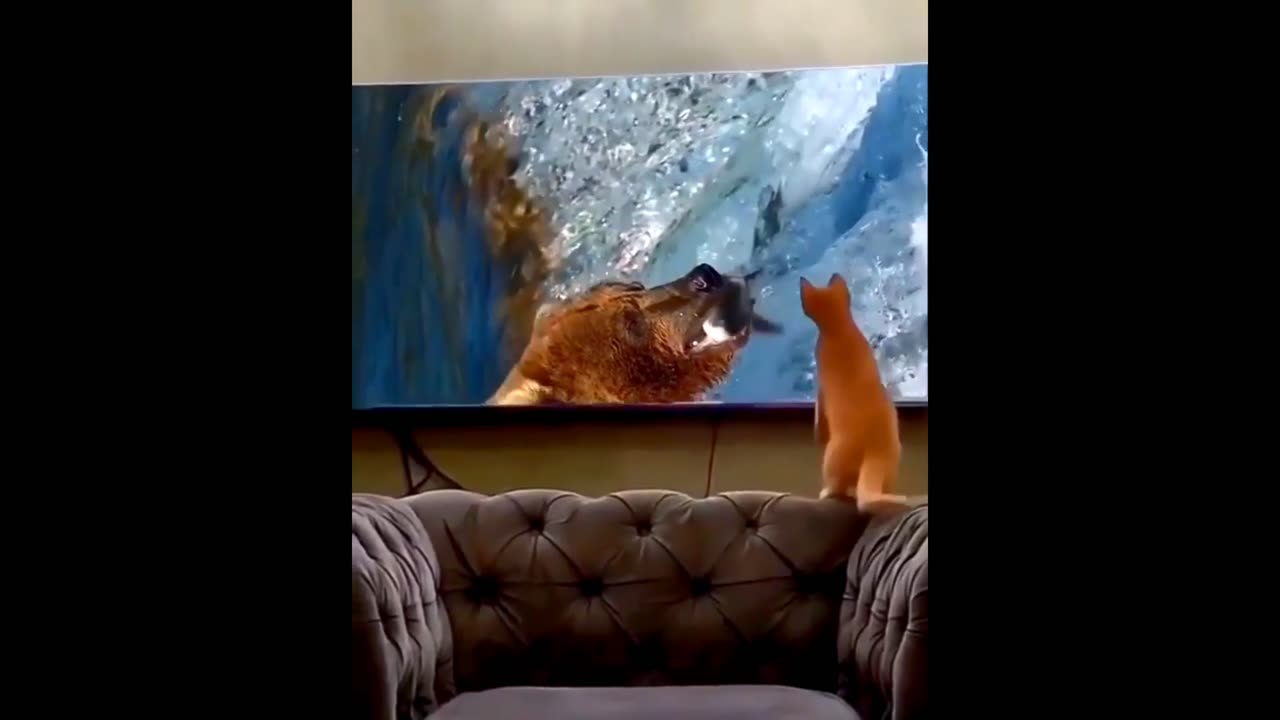 "Watch a Cat's Hilarious Attempt at Catching Fish on TV"