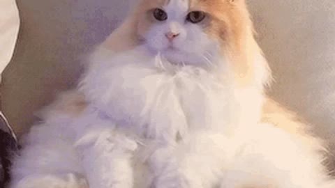 Cute Cat Gif