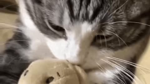 Cute Cat Gif