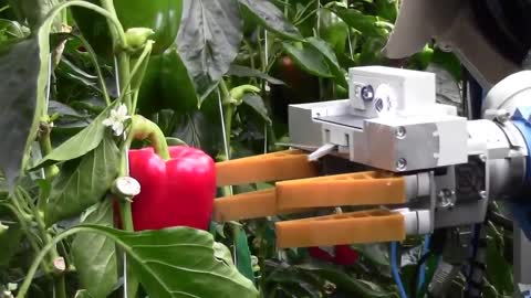 Amazing Agriculture Technology : Robotic Chilli Farming in Greenhouses