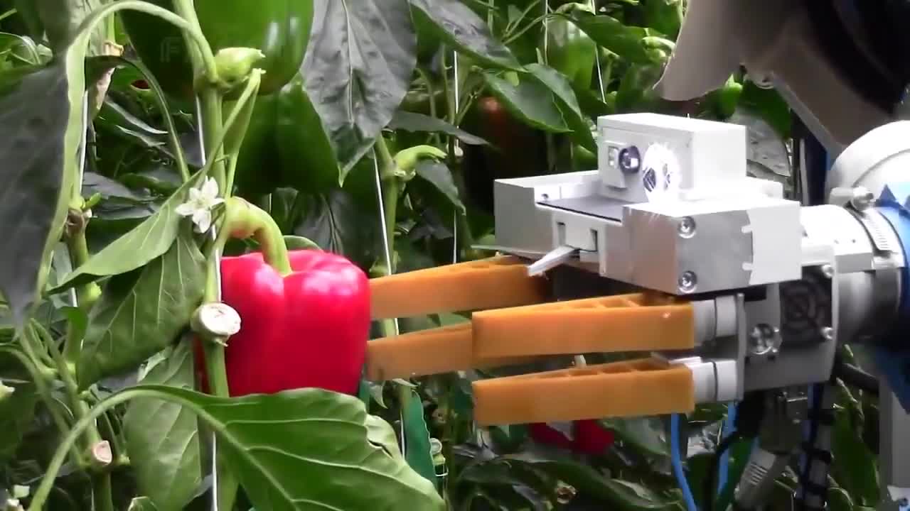 Amazing Agriculture Technology : Robotic Chilli Farming in Greenhouses