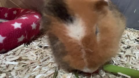 Guinea pigs Svea and Tibby enjoying their tomato