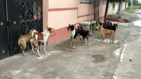 Street dogs barking