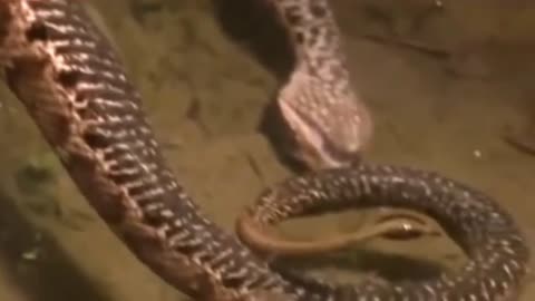 Inacreditável barata d'água ataca cobra