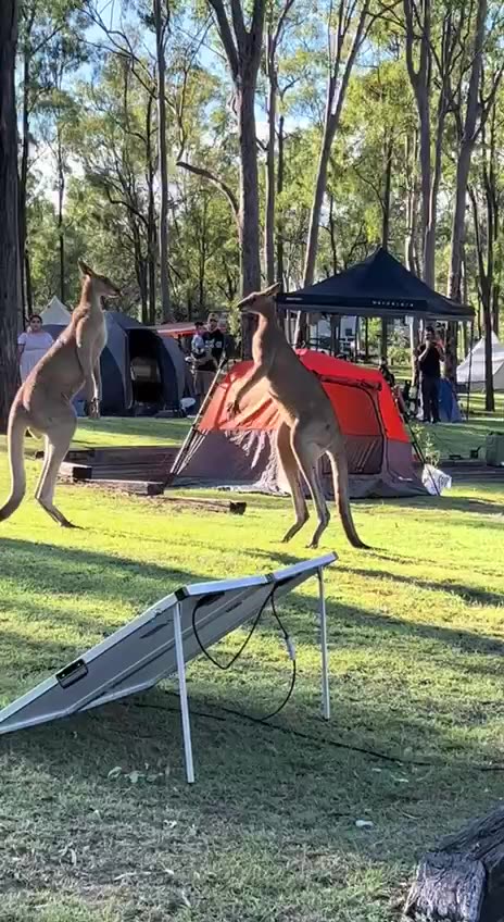 Better run tough guy 😂🤣😂💪💪