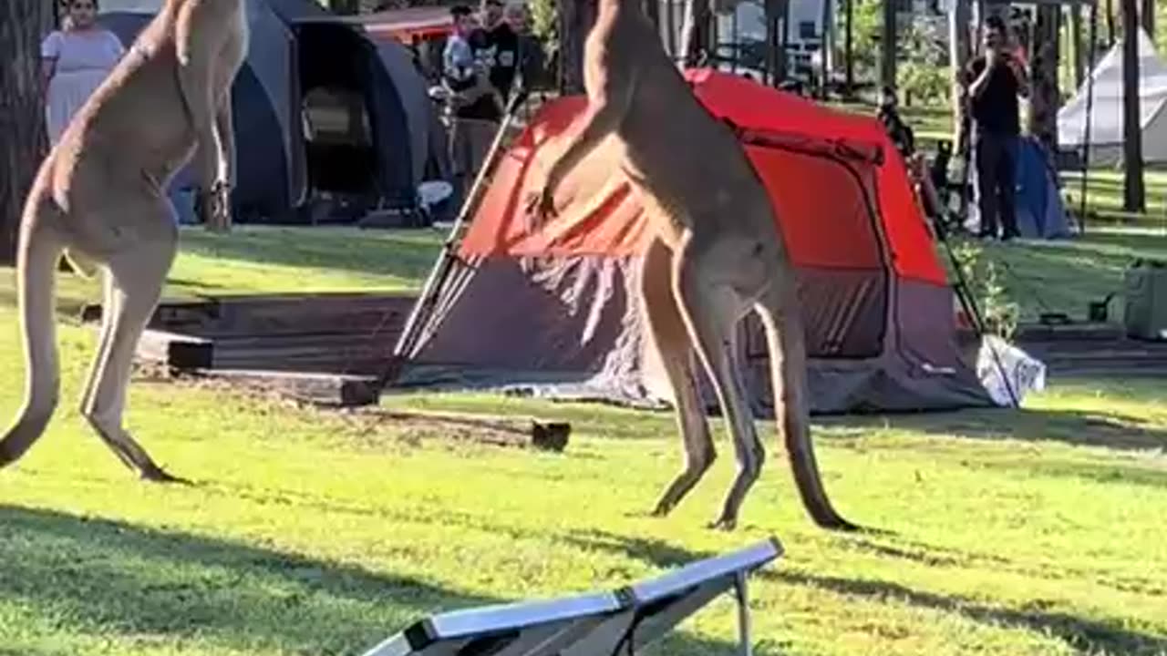 Better run tough guy 😂🤣😂💪💪